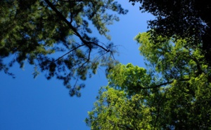 La tête dans le ciel
